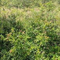 Image result for Carissa tetramera