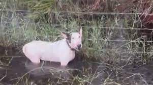 CHARGED. The owner of Trooper, who was found tied to a pole during  Hurricane Milton, will be charged with aggravated animal cruelty charges,  according to State Attorney Susan Lopez. Giovanny Aldama Garcia