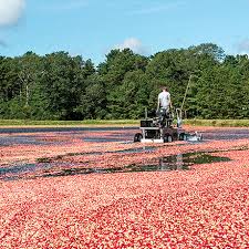 Can Ocean Spray Ceo Randy Papadellis Save The Cranberry Business