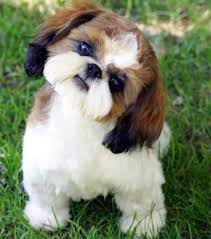 brachycephalic dogs can still enjoy the summer but they do need to be monitored vigilantly shih tzu puppy cute dogs and puppies shih tzu