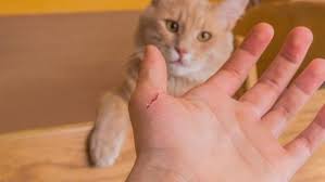 yavru kedi neden isirir kedi hayvanlari blog