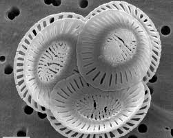 Image result for Nolletia arenosa