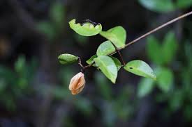 Image result for Hippocratea