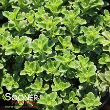 Sedum 'Little Miss Sunshine' 9cm