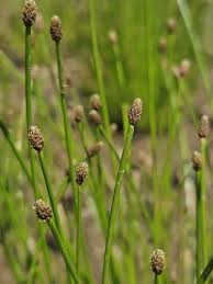 Image result for Lipocarpha nana