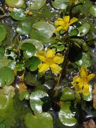 Image result for Nymphoides brevipedicellata