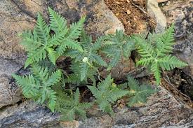 Image result for Nidorella pinnata