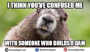 Beaver Memes Beaver Funny Animal Memes Animal Memes