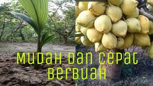 Meskipun terbilang cepat berbuah dan perawatannya mudah, tapi akan lebih optimal jika anda tetap merawatnya dengan baik, misal memperhatikan. Tekhnik Growing Atau Tanam Kelapa Agar Pendek Cepat Berbuah Youtube