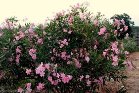 A plant with a difference, not only is it interesting to look at but it keeps your home clean from flying insects and pests, what's not to like! The Hidden Beauty Flower Steemit