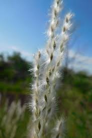 Image result for Digitaria gymnostachys