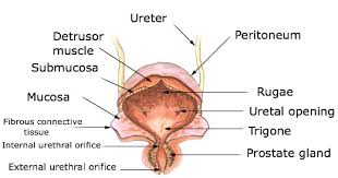 Visceral Organs Advanced Anatomy 2nd Ed