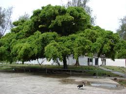 Image result for Ficus