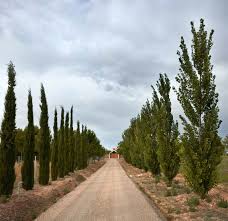 We did not find results for: Reshaping The Landscape Cottage In The Vineyard By Ramon Esteve Estudio The Strength Of Architecture From 1998