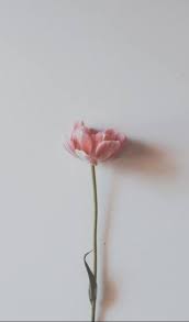 Pin By Sammie Bornstein On Floral Pink Flowers Wallpaper Flower Wallpaper Minimalist Photography