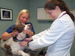 Insulin and blood sugar tests can lead to a preliminary diagnosis of insulinoma. Helping Dogs And Humans With Cancer National Cancer Institute