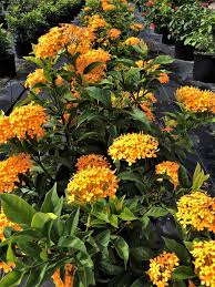 Image result for Ixora laurentii
