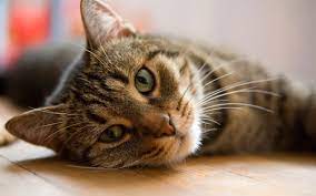 It can be a sign of early diabetes, hyperthyroidism or even cancers of the gastrointestinal tract. 10 Ways To Tell If Your Cat Is Sick