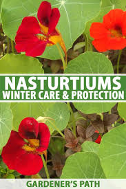The organic gardening catalogue team are working with growers and suppliers throughout the world, and especially in the uk to find solutions, with the aim of producing more seed in the uk. How To Care For Nasturtiums In Winter Gardener S Path