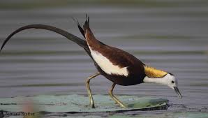 Black Bird With Long Tail India Pheasant Tailed Jacana First Spotted Due To Its Long Tail Feathers Kalametiya Vird Sanctuary Sri Lanka Jan 15