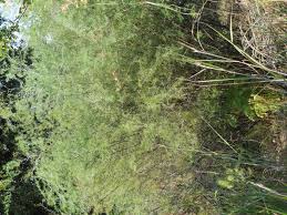 Image result for Asparagus laricinus