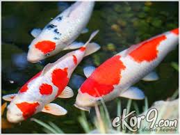 Kolam ikan yang ada di rumah juga dapat membantu si kecil dalam mendekatkan diri bersama alam dan juga hewan. Cara Memelihara Ikan Koi Di Halaman Sempit Baik Itu Di Dalam Belakang Maupun Depan Rumah Ekor9 Com Ekor9 Com