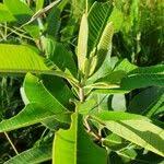 Image result for Ozoroa