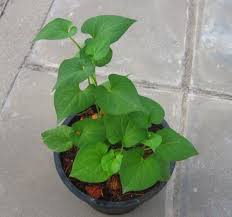 Jul 02, 2021 · 15 สมุนไพรรักษาเบาหวาน บำรุงสุขภาพก็ได้ ลดน้ำตาลก็ดีไม่เบา à¸‚à¸²à¸¢à¸• à¸™à¸žà¸¥ à¸„à¸²à¸§ à¸£à¸²à¸„à¸²à¸– à¸ à¸¡ à¹ƒà¸« à¹€à¸¥ à¸­à¸à¸«à¸¥à¸²à¸¢à¸£ à¸²à¸™ Nanagarden Com