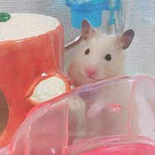 1枚目 この上に登ろうかな 2枚目 成功 どや顔 ハムスター キンクマ キンクマハムスター もふもふ マメ日記 今日のマメゾーさん キンクマハムスター ハムスター キンクマ