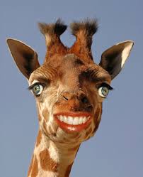 Photoshop is a brilliant invention. Art Sci Funny Photoshop Animals Are Almost Human
