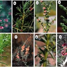 Image result for Plicosepalus amplexicaulis