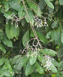 Image result for Hernandiaceae