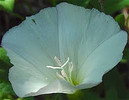 Image result for Convolvulus arvensis