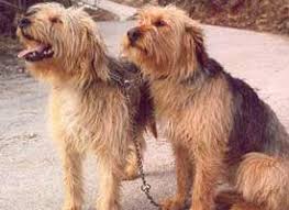 Image result for velký vendéeský hrubosrstý honič