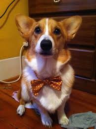 Posted on january 14, 2021 by. This Fancy Guy Belongs In Mccombs Hookem Ut Dog Bowtie Cute Corgi Corgi Cute Animals