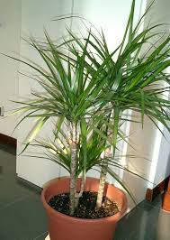 8 Best Indoor Trees That Actually Thrive In Low Light Indoor Palm Trees Indoor Trees Low Light Best Indoor Trees