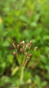 Image result for Fimbristylis quinquangularis