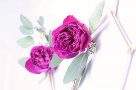 | see more about flowers, rose and pink. Revolutionize Your Mobile Flower Photography With 15 Simple Tips The Smell Of Roses The Smell Of Roses