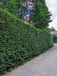 Image result for hornbeam hedge in winter