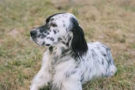 Image result for anglický setr lawerak