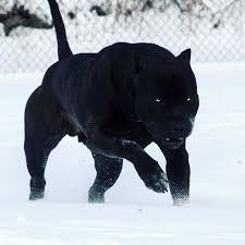 wickedly beautiful bully breeds dogs scary dogs hairless dog