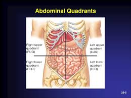 1 enumerate the layers of anterior abdominal wall. Chapter 23 Abdominal And Gastrointestinal Disorders Ppt Download