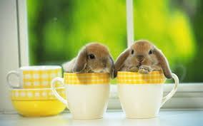 Check spelling or type a new query. Cute Easter Bunnies Wallpapers Wallpaper Cave