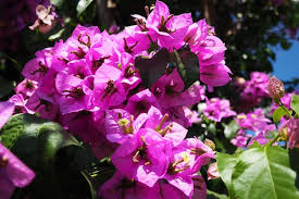 Image result for Nyctaginaceae