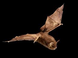 Read the situation with the bat in hand,skilful with the ball & catch brilliantly. New Zealand Lesser Short Tailed Bat Mystacina Tuberculata Tuberculata Collections Online Museum Of New Zealand Te Papa Tongarewa