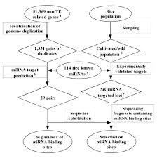 flow chart for the methods used in this study two