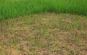 Early fall is the best time to grow grass in most of the northern u.s., while spring is the best time in warmer regions. How Long For Grass Seed To Germinate The Surprising Truth