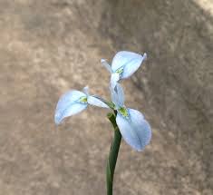 Image result for Moraea