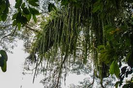 Image result for Nephrolepis acutifolia