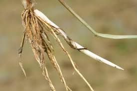 Image result for Oryza longistaminata